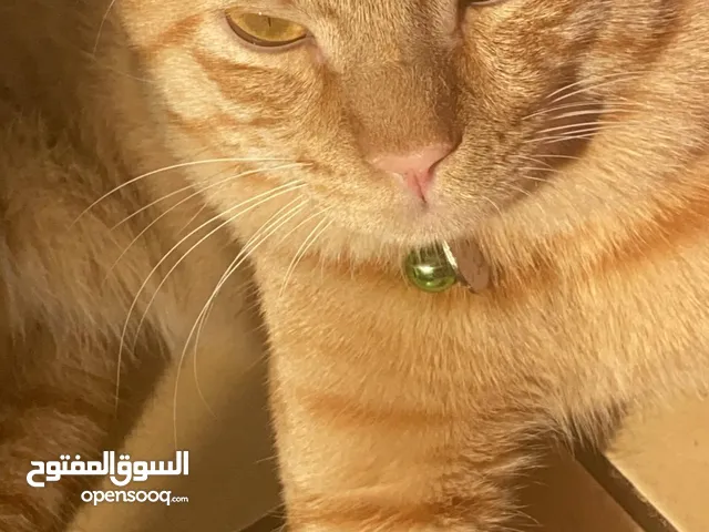 قط برتقالي للتبني مختن ومعقم