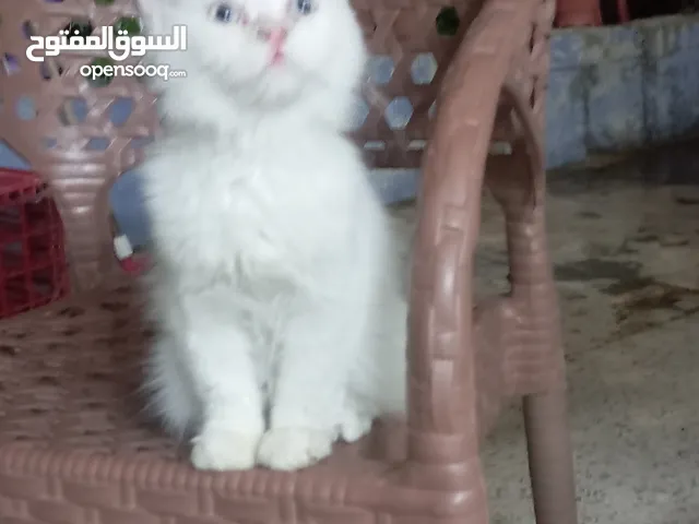 شيراز ذكر هادىء