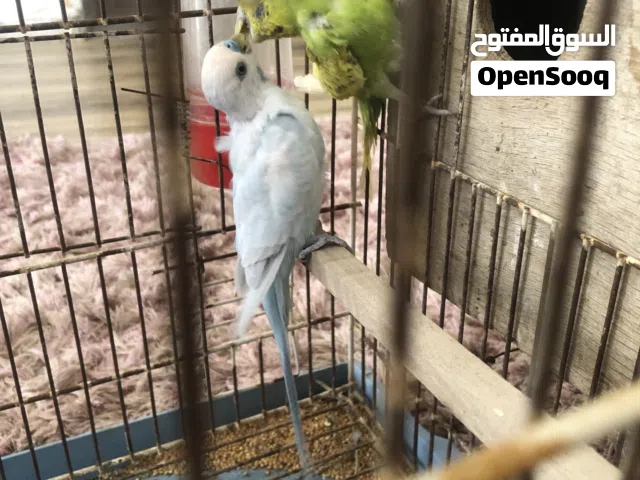 السلام عليكم اقرا الوصف