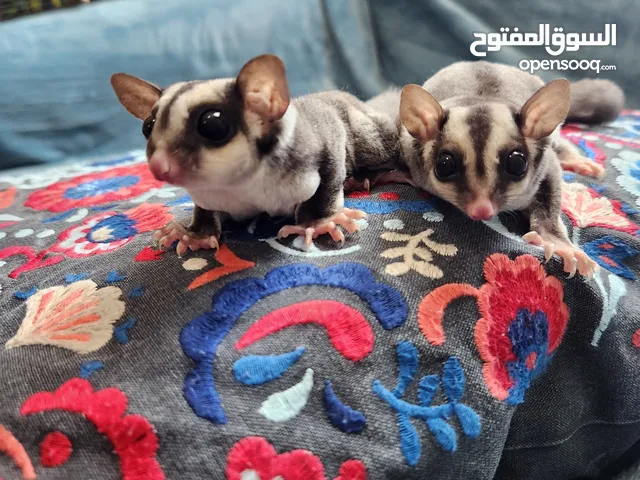 Suger Gliders (2 Females - Twin Sisters)