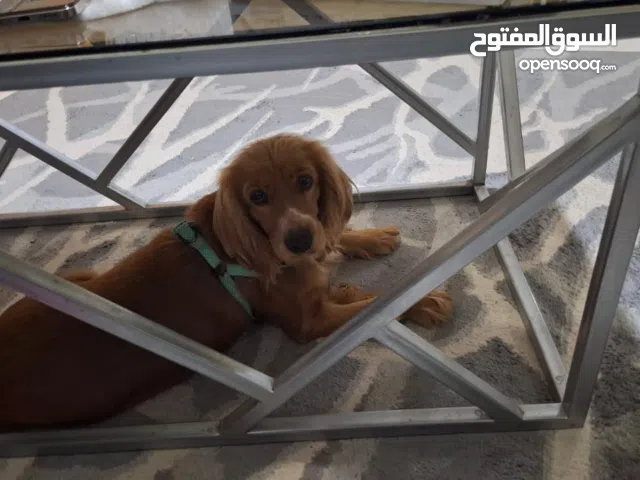 كوكر اسباني