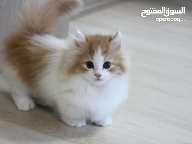 Persian kitten for adoption