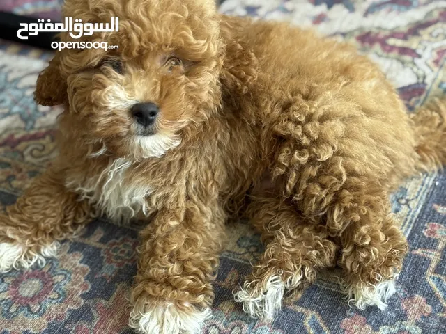 Maltipoo puppy