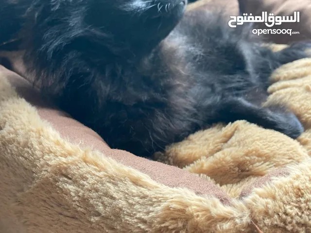 Chiot Spitz Nain