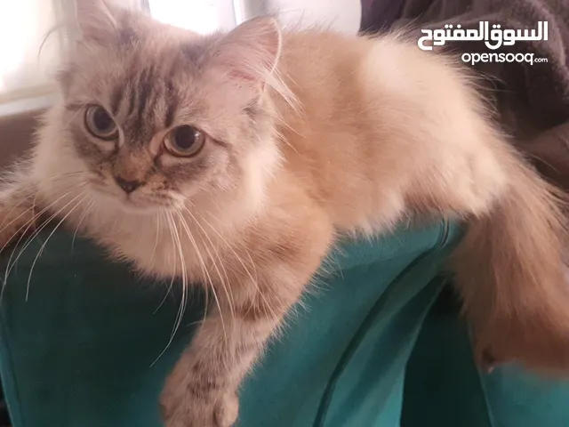 قطه للبيع الموقع سافكوي
