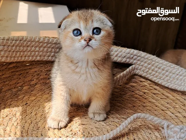 Pure Scottish Triple fold Male and Female