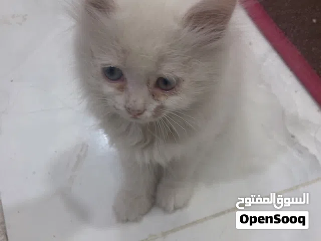 قطط شيرازي ب اي سعر تريده اخذها ماعندي مكان