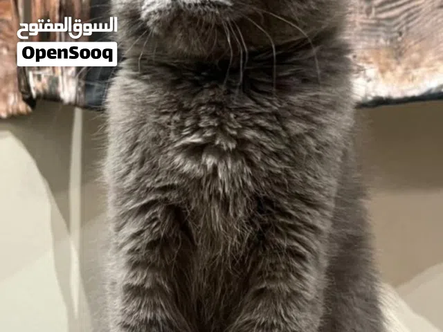 سكوتشي فولد SCOTTISH FOLD