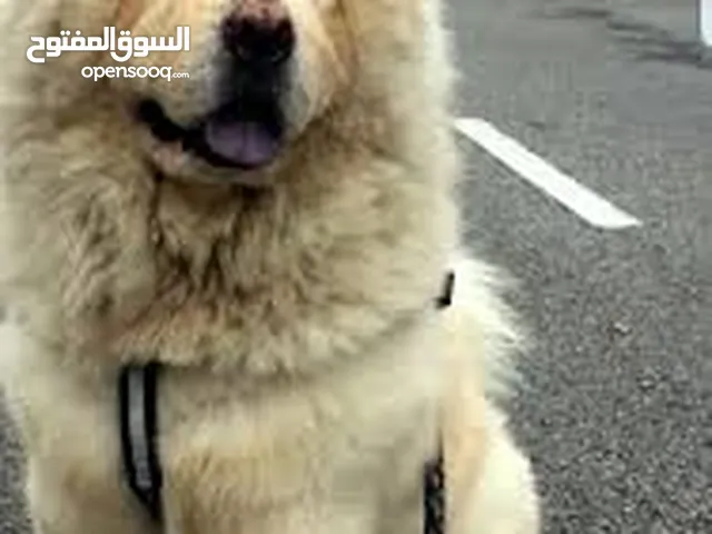 كلب نوع تشاو تشاو للبيع