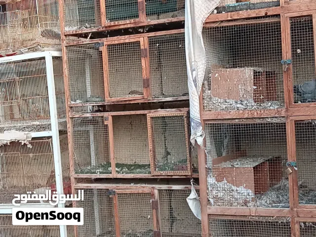 اقفاص للطيور