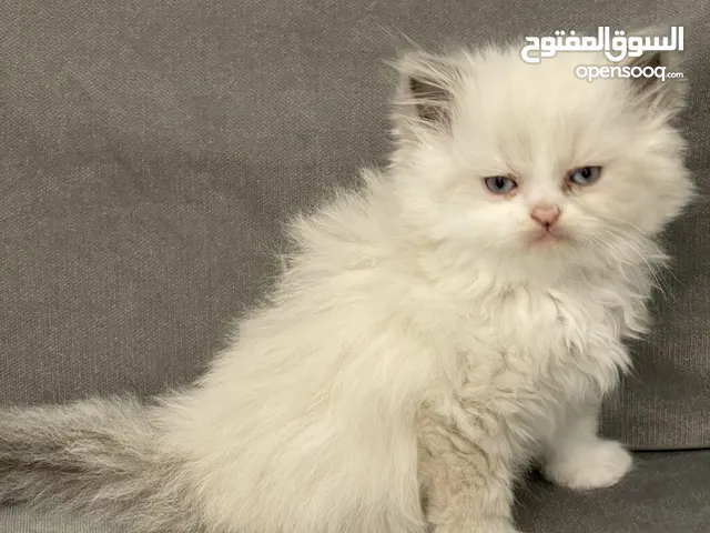 قطط للبيع هيمالايا