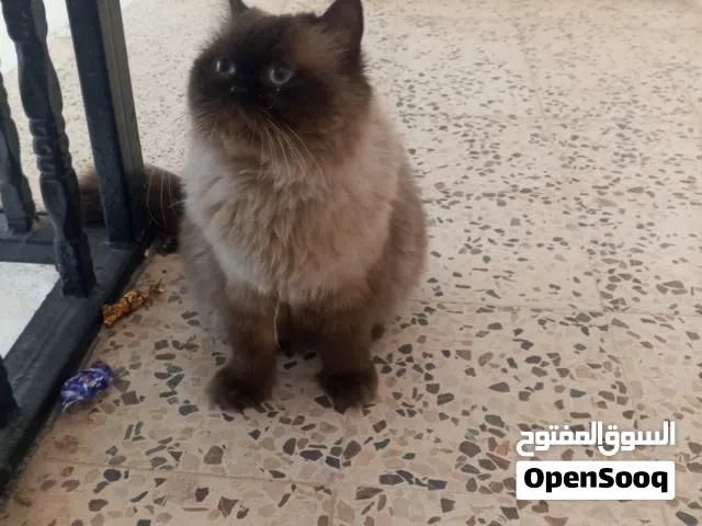 بسا للبيع الزرقاء الجديده