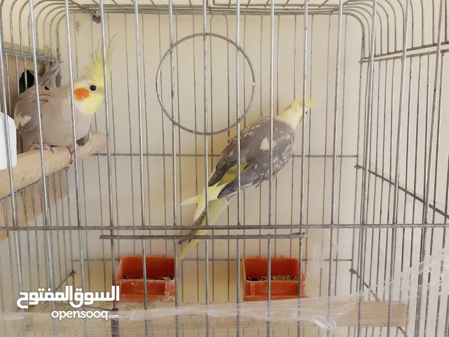جوز كوكتيل تحتهم 4 بيضات وجوز روز تحتهم 5 بيضات حبات كبار جامبو للبيع بسعر مغري