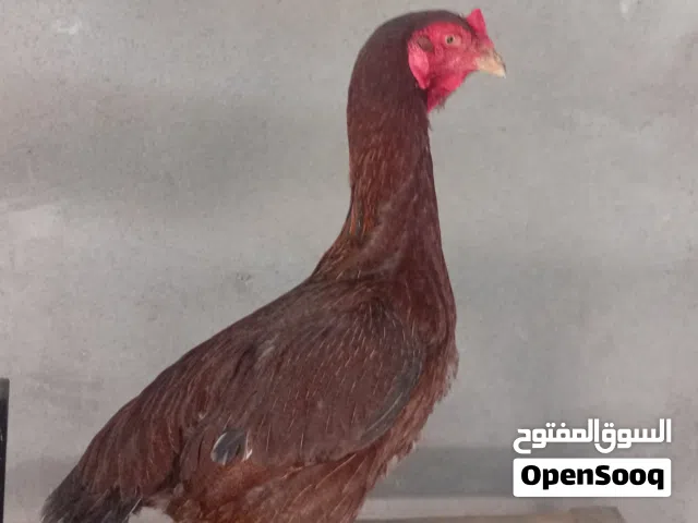 دجاجه هراتي