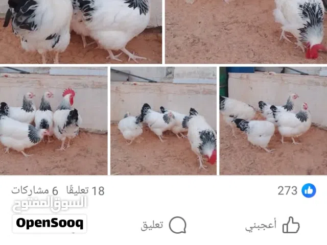 مطلوب دكر فراشه الماني يكون ماشاء الله عليه فحل مع دكر الثمن