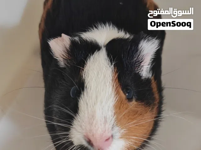 Adorable Young Guinea Pig Pair + Full Starter Setup – AED 1,150