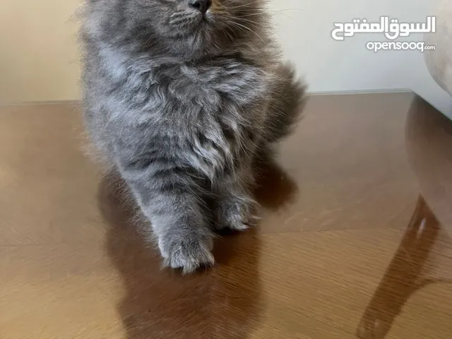 قط شانشيلا شعر طويل ذكر