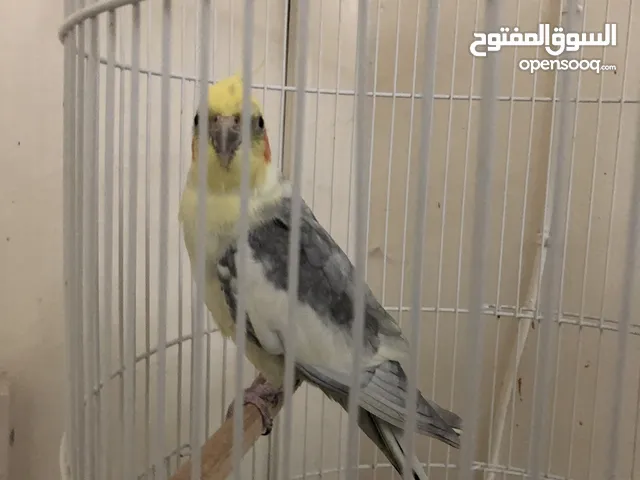 كوكتيل ذكر متكلم