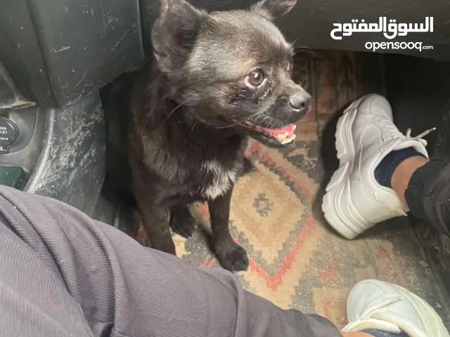 شواوه للبيع