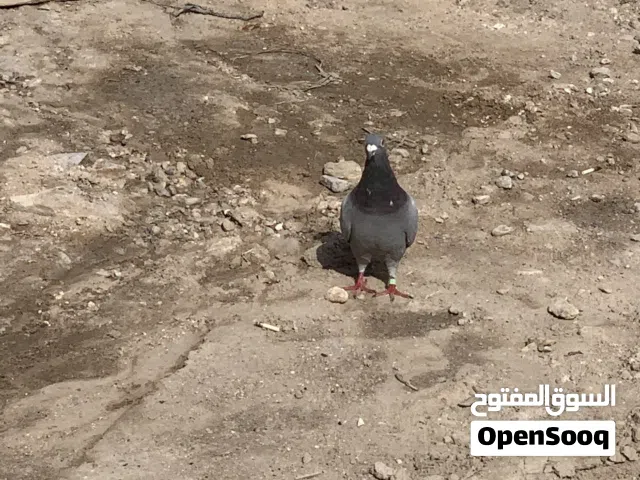 طير زاجل مرتب