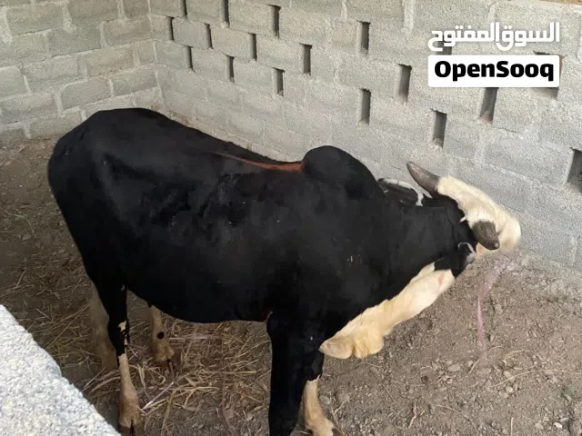 ثور عمره سنتين مطعوم