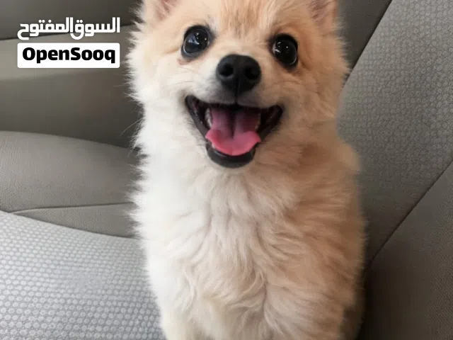 3.5 months old male Chihuahua puppy