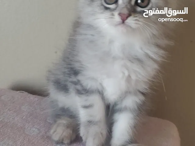 قط شانشيلا