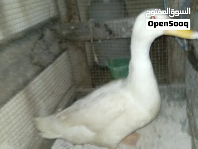 بط أليف ونظيف شكليا نوعه شبيه مصري