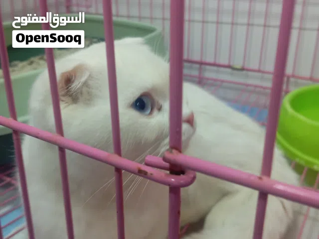 قطط للبيع ماشاء الله عنهم