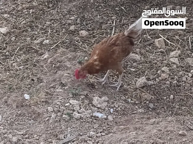 ديوك لل بيع