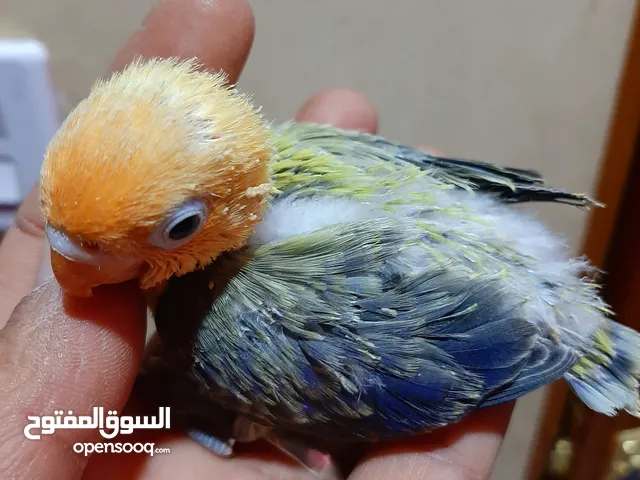 غندور فيشر باربلو وايونج