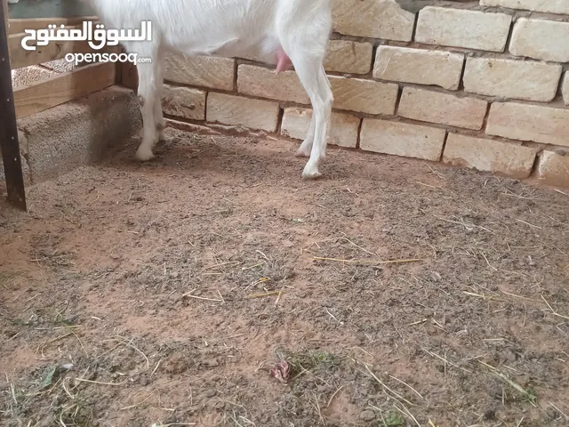 عنز فرنساويه تحتها جدي ومكسبه فوق الشهر