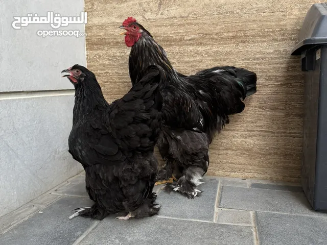 للبيع دجاج براهما العملاق احجام ضخمة