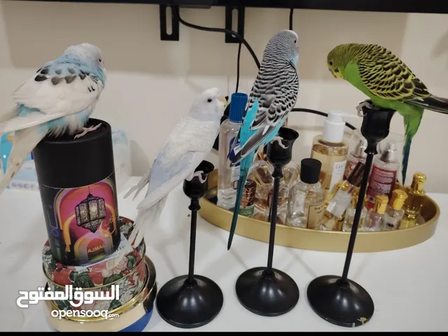 طيور بابجي