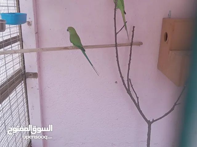 كوبيا درة افريقية