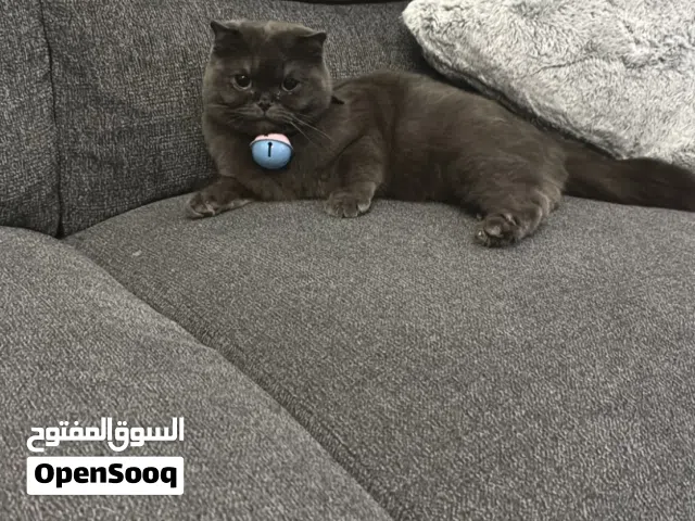 قطوه سكوتيش فولد