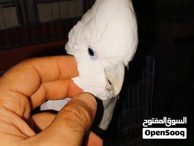 ببغاء كوكاتو جوفين دبل سوبر جامبو متكلم الافه فوووول يقبل التمسيد داخل وخارج القفص