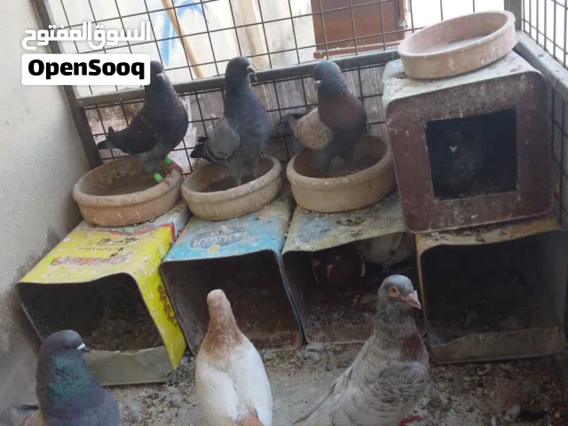 متاح اربع جواز للبيع 1