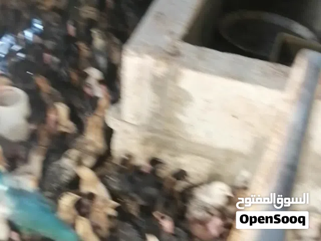 صوص بلدي للبيع