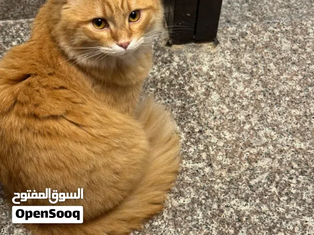 قطط للتبني
