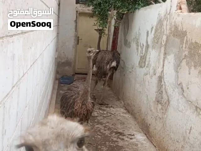 نعام  للبيع