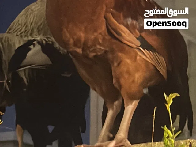 دجاج فري بط أرانب مع المحاكر والأدوات وفقاسةً 120 بيضه whole project for sale