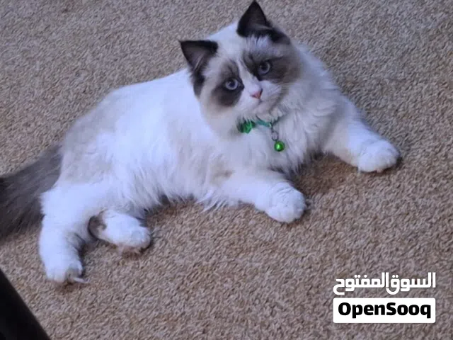 قطه فحل  للبيع