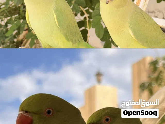 متوه دره انثى