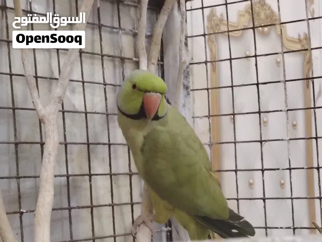 السلام عليكم زوج ببغاء دره للبيع