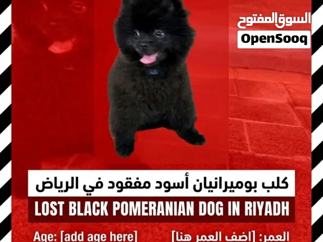 كلب بومرنيان اسود ضايع فيد مدينة الرياض ابوظبي تي كب