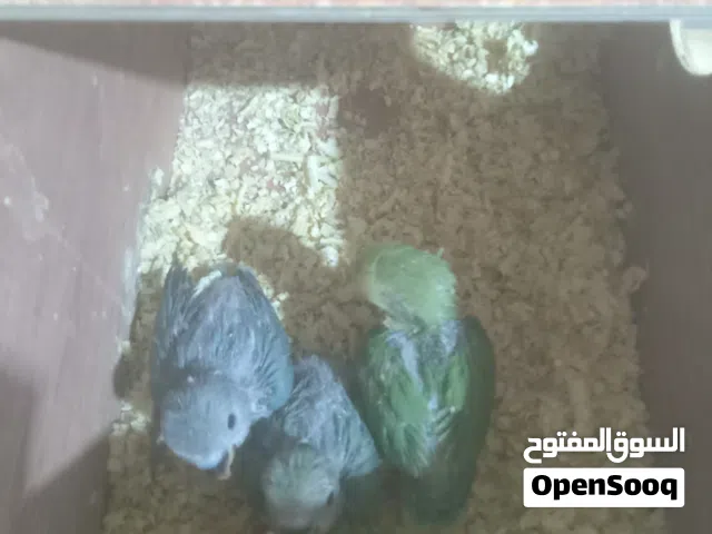 افروخ روز العمر اربعه اسابيع العدد اربع فروخ