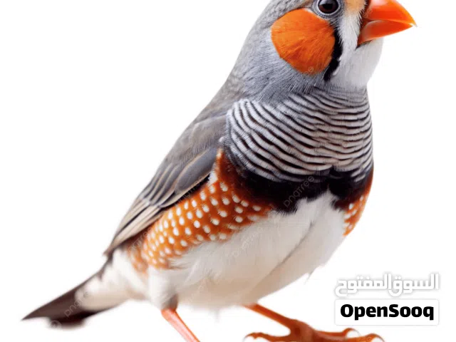 طيور زيبرا فينش طير زيبرا فينش تفريخ قابل للتفاوض Zebra Finch birds Zebra Finch bird
