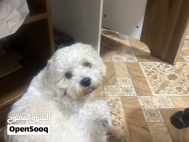 Dog for sale poodle breed bahrains no:2 IQ dog
