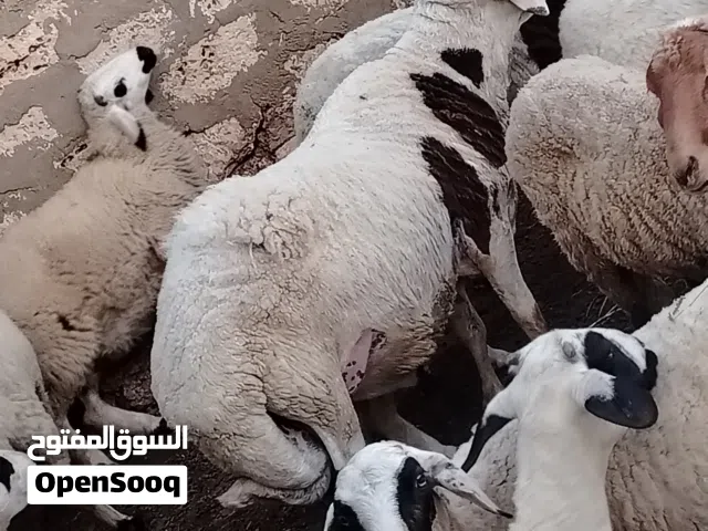 كبش ربي ايبارك